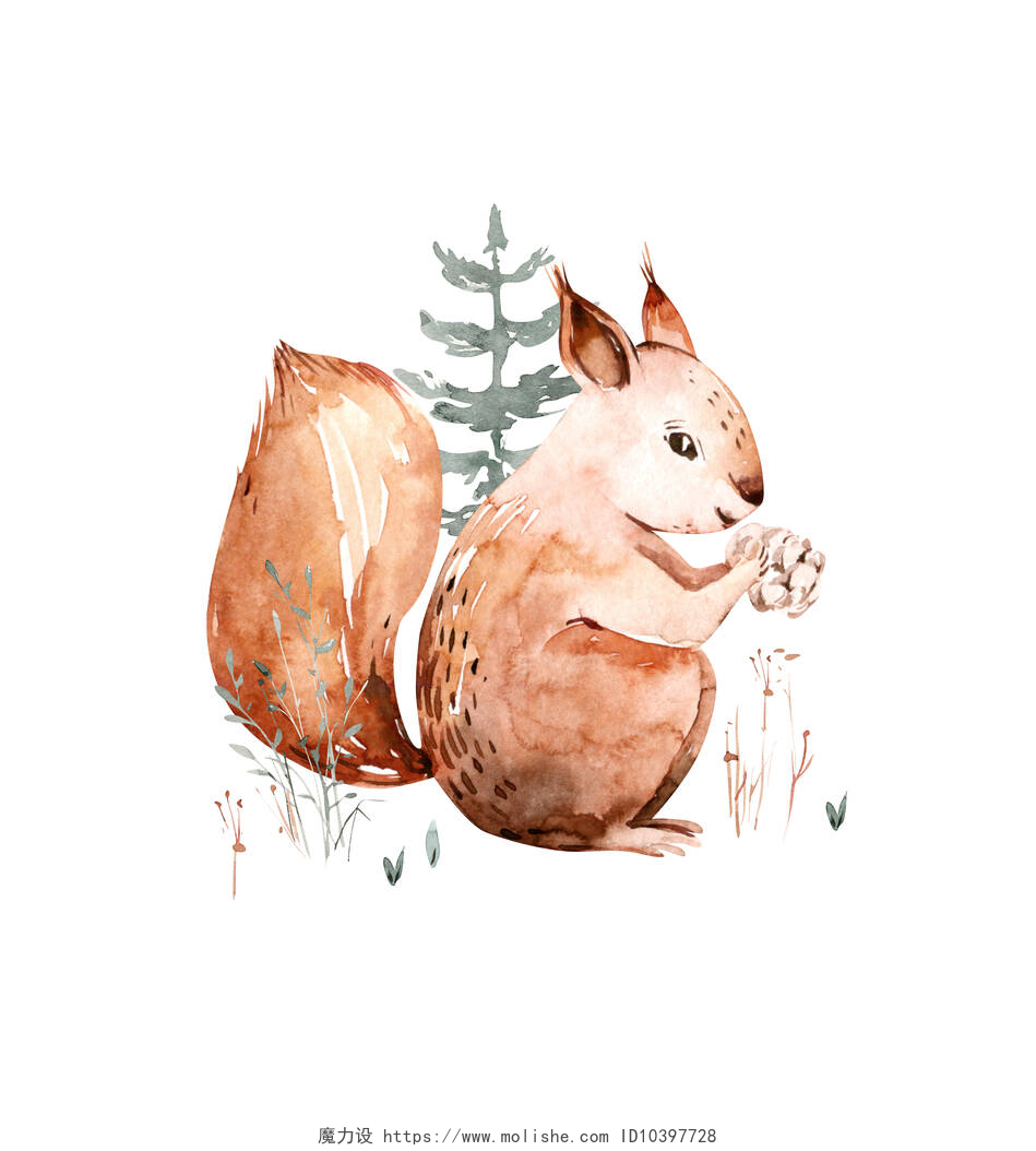 白色背景上的小松鼠插画林地水彩画可爱的动物小松鼠.斯堪的纳维亚松鼠森林保育海报的设计。孤立的碎屑罐.